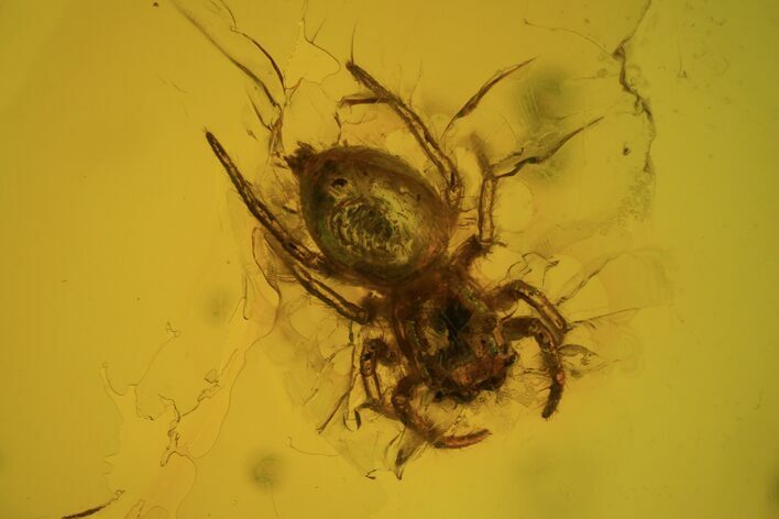 Fossil Spider (Aranea) In Baltic Amber #72194